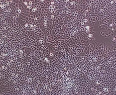 Raw264.7小鼠单核巨噬细胞白血病细胞