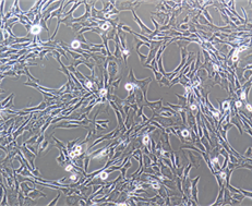 小鼠成肌细胞C2C12